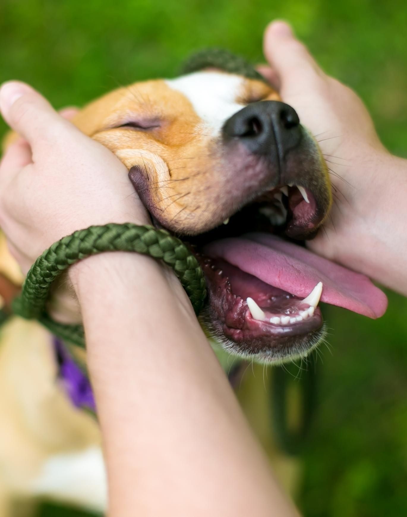 owner smooshing dog's face
